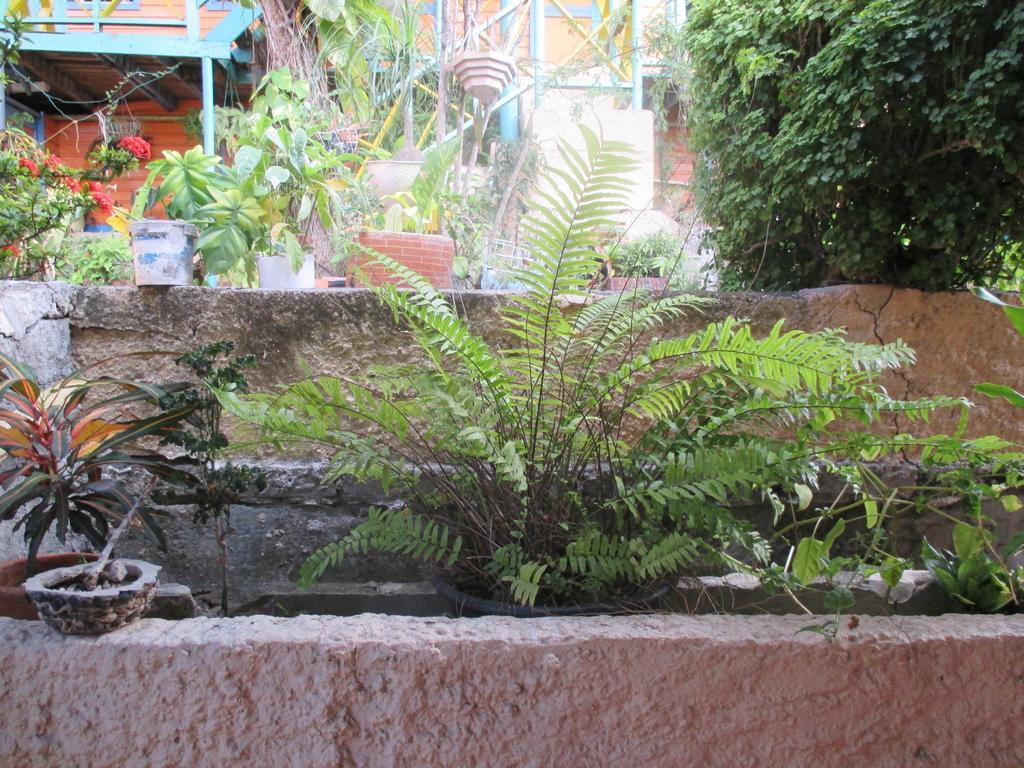 Hotel Flemming Tree Providencia Island Extérieur photo